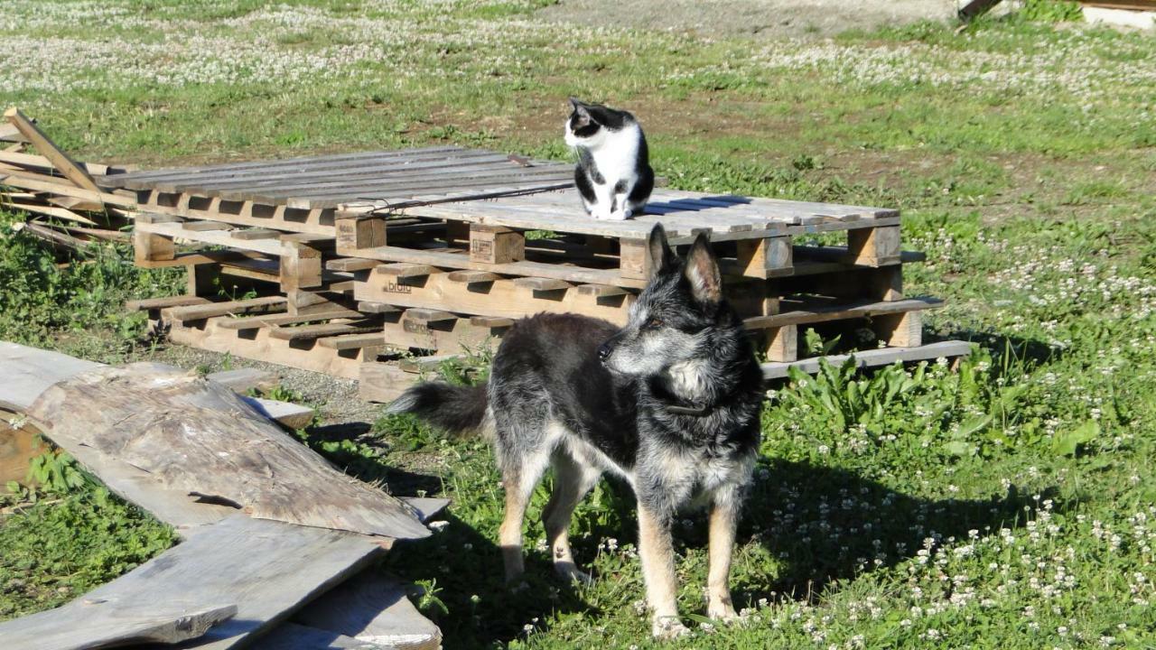 JasliskaGutkowa Koliba别墅 外观 照片